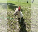 Small #4 German Shepherd Dog