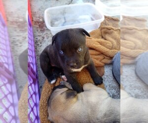 Cane Corso-Unknown Mix Puppy for sale in AUBURN, WA, USA