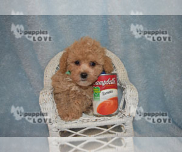 Medium Photo #2 Poodle (Toy) Puppy For Sale in SANGER, TX, USA