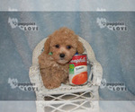 Small Photo #2 Poodle (Toy) Puppy For Sale in SANGER, TX, USA