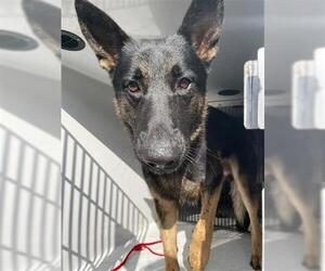 German Shepherd Dog Dogs for adoption in Houston, TX, USA