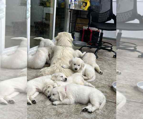 Medium Photo #3 Golden Retriever Puppy For Sale in WILTON, CA, USA