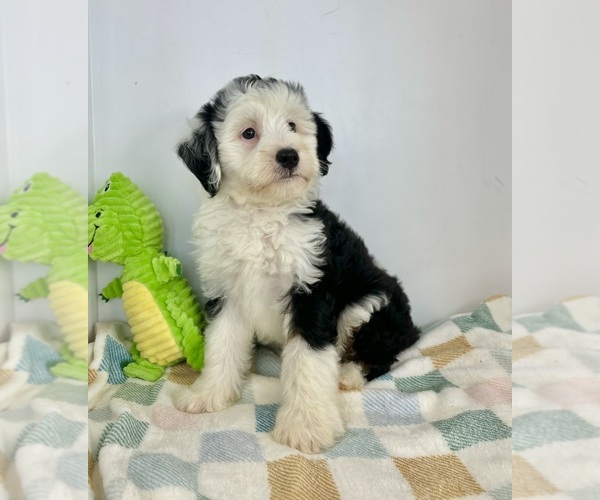 Medium Photo #5 Miniature Bernedoodle Puppy For Sale in FRANKLIN, IN, USA