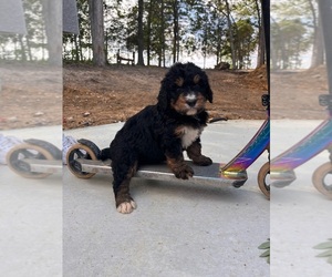 Bernedoodle Puppy for sale in WENTZVILLE, MO, USA