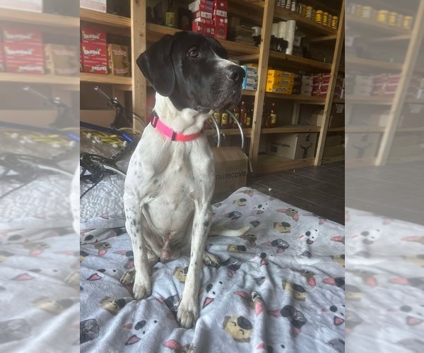 Medium Photo #4 Great Dane Puppy For Sale in Bullard, TX, USA