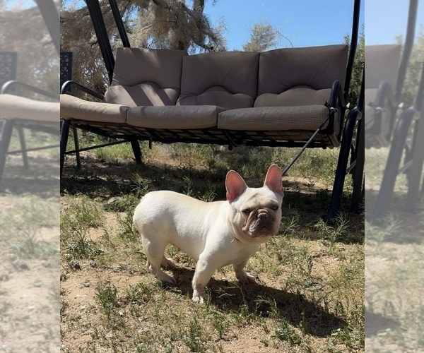 Medium Photo #4 French Bulldog Puppy For Sale in YUCCA VALLEY, CA, USA