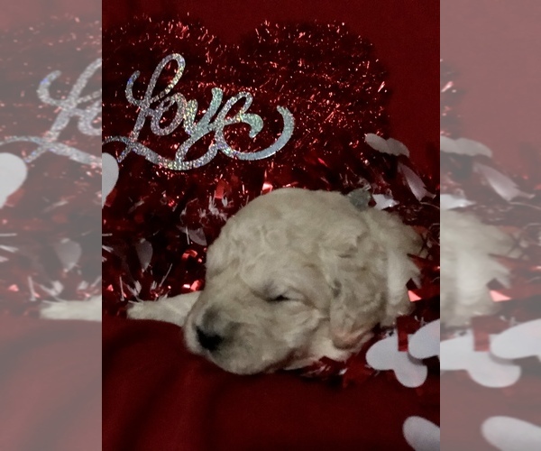 Medium Photo #27 Goldendoodle-Poodle (Standard) Mix Puppy For Sale in VACAVILLE, CA, USA