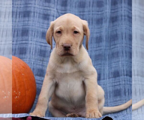 Medium Photo #3 Labrador Retriever Puppy For Sale in ELLIOTTSBURG, PA, USA