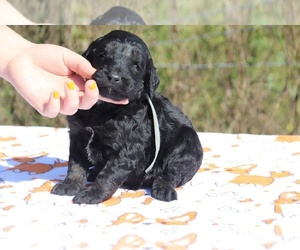 Goldendoodle Puppy for sale in UNION CITY, TN, USA