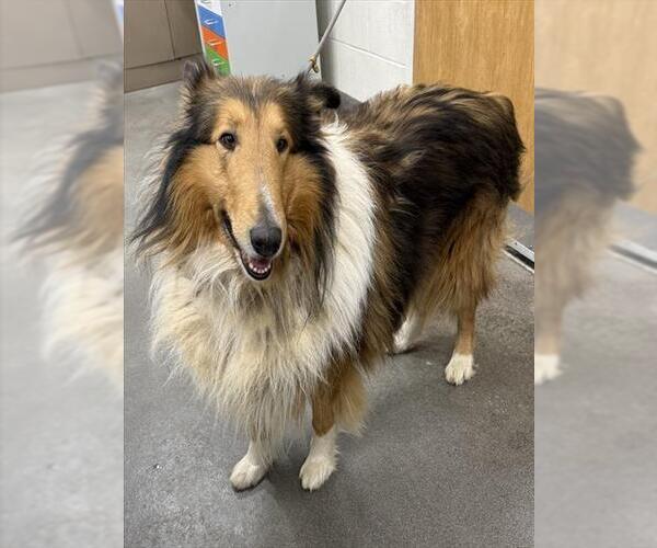 Medium Photo #1 Collie Puppy For Sale in Forestville, MD, USA