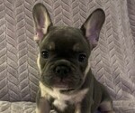 Puppy Ozzy French Bulldog