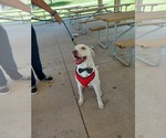 Small Bullboxer Pit