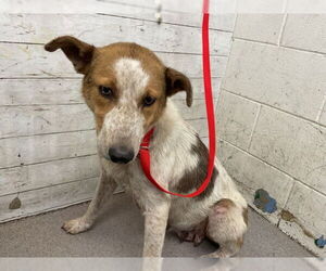 Mutt Dogs for adoption in San Bernardino, CA, USA