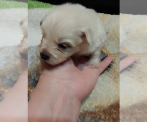 Pomeranian-Poodle (Toy) Mix Puppy for sale in CARNESVILLE, GA, USA