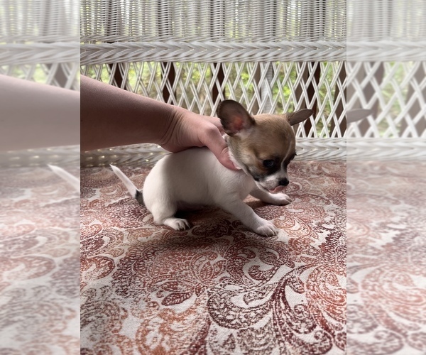 Medium Photo #3 Chihuahua Puppy For Sale in SAINT AUGUSTINE, FL, USA