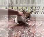 Small Photo #3 Chihuahua Puppy For Sale in SAINT AUGUSTINE, FL, USA