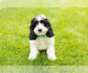 Cockapoo (Miniature) Puppy for sale in NAPPANEE, IN, USA