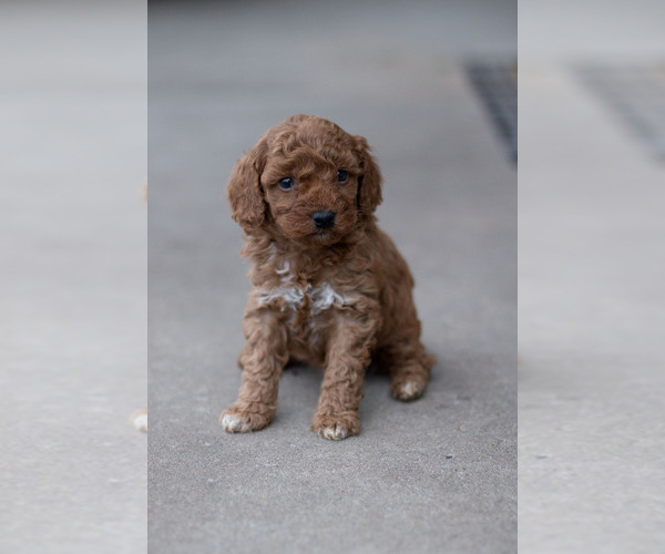 Medium Photo #3 Goldendoodle (Miniature) Puppy For Sale in DENVER, PA, USA