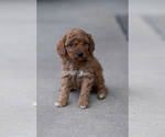 Small #2 Goldendoodle (Miniature)