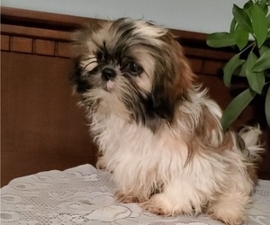 Shih Tzu Puppy for sale in EVART, MI, USA
