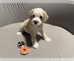 Puppy 1 Bernedoodle (Miniature) (+ Poodle Miniature)