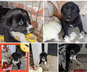 Great Bernese-Labrador Retriever Mix Puppy for sale in NEVADA CITY, CA, USA