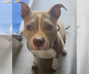 American Pit Bull Terrier Dogs for adoption in Camarillo, CA, USA