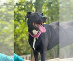 Small #6 Labrador Retriever Mix