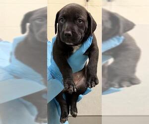 American Staffordshire Terrier-Unknown Mix Dogs for adoption in San Antonio, TX, USA