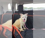 Small #1 Australian Shepherd Mix