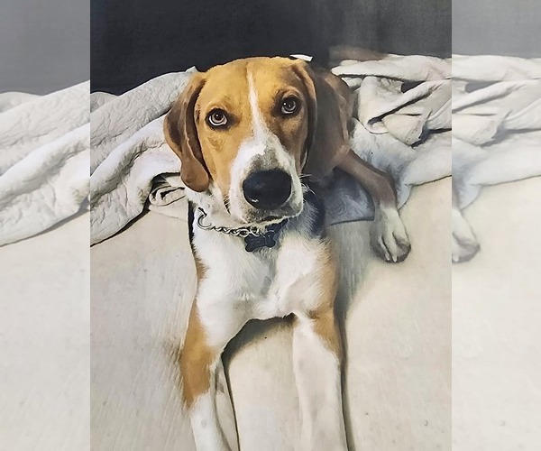 Medium Photo #5 Mutt Puppy For Sale in Wilmington, NC, USA
