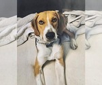 Small #4 Mutt