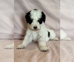 Love - Female Bernedoodle (Miniature) Puppy for Sale - Photo #6