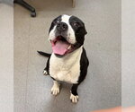 Echo - Male Mutt Dog for Adoption - Small photo