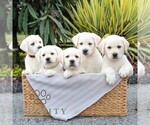 Small #2 Labrador Retriever