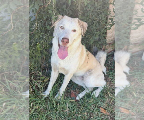 Medium Photo #2 Anatolian Shepherd-Unknown Mix Puppy For Sale in Tampa, FL, USA