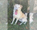 Small #1 Anatolian Shepherd Mix