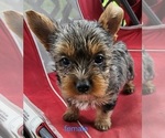 Small #2 Yorkshire Terrier