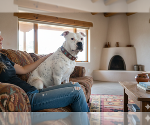 American Staffordshire Terrier Mix Dog for Adoption in Pena Blanca, New Mexico USA