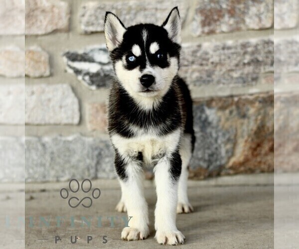 Medium Photo #2 Gerberian Shepsky Puppy For Sale in HONEY BROOK, PA, USA