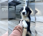 Small Photo #4 Australian Shepherd Puppy For Sale in BELMONT, VT, USA