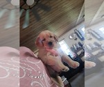 Small Photo #7 Golden Retriever Puppy For Sale in COCOA, FL, USA
