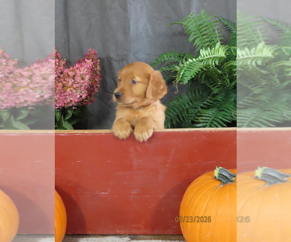 Medium Photo #6 Golden Retriever Puppy For Sale in THORP, WI, USA