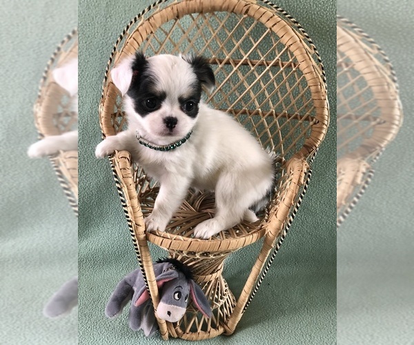 Medium Photo #1 Chihuahua Puppy For Sale in NEWVILLE, PA, USA