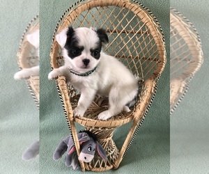 Chihuahua Puppy for sale in NEWVILLE, PA, USA