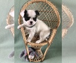 Image preview for Ad Listing. Nickname: AKC Patches