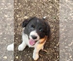 Puppy Puppy 2 Prince Border Collie