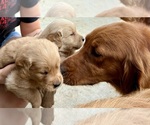 Small #13 Golden Retriever