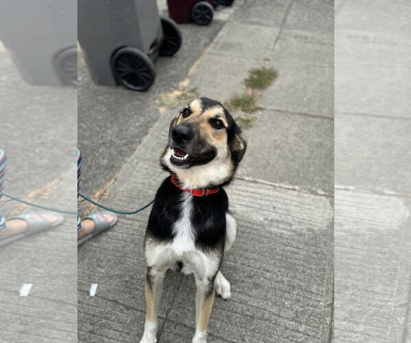 Medium Photo #4 German Shepherd Dog-Unknown Mix Puppy For Sale in Hayward, CA, USA