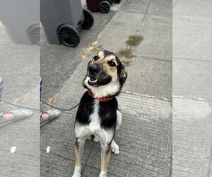Jude - Male German Shepherd Dog-Unknown Mix Dog for Adoption - Photo #4